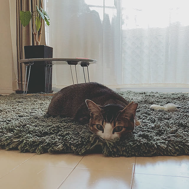 nekomiさんの実例写真