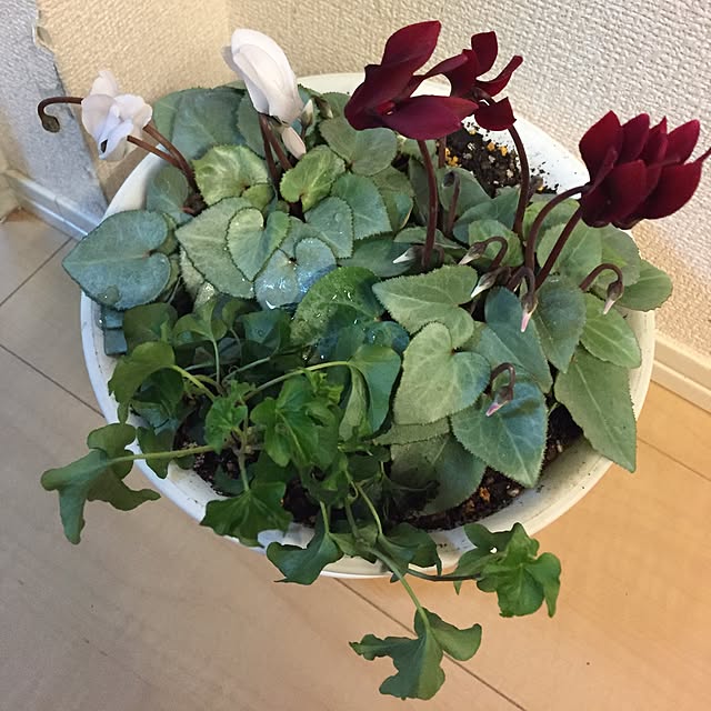 emiさんの実例写真