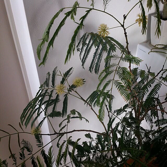 COLeCoさんの実例写真