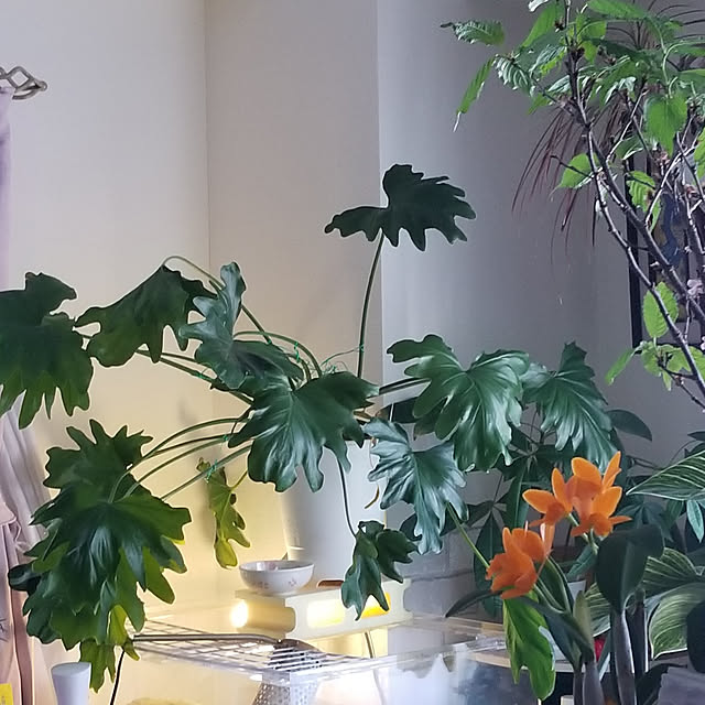 keikomokonさんの実例写真