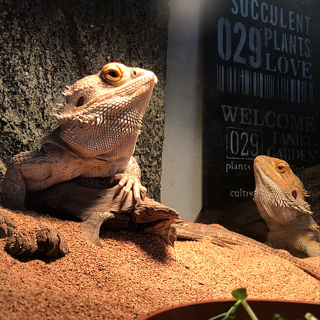 japitonさんの実例写真