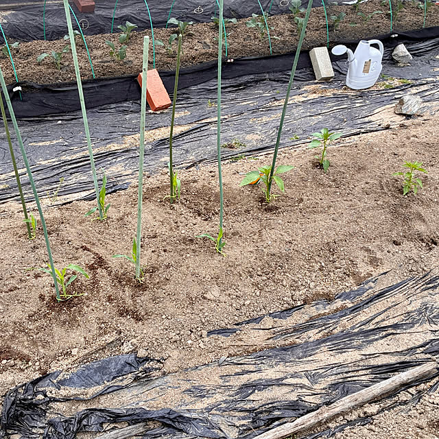 ayayayayaさんの部屋