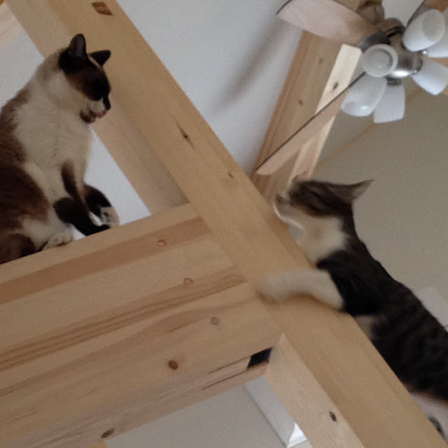 tanukinekoさんの部屋