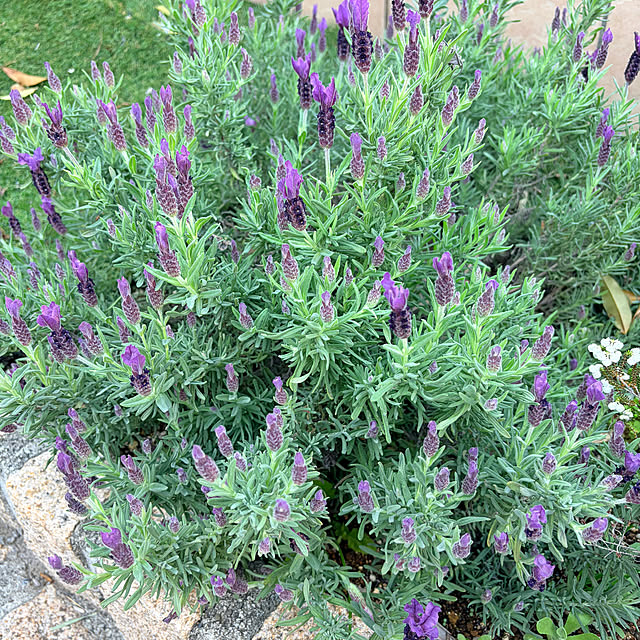 temayutomaさんの部屋