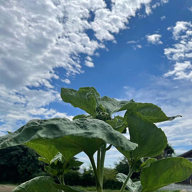 ronronさんの実例写真