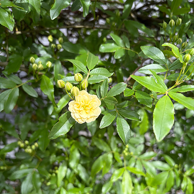 komaさんの実例写真