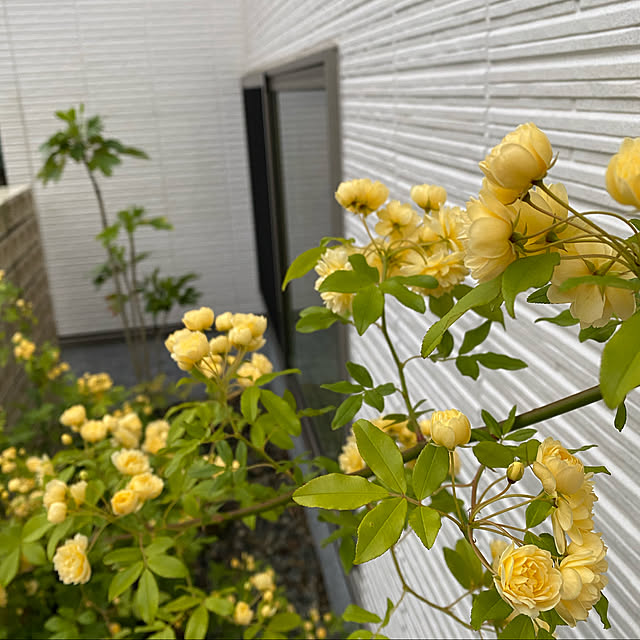 グリーンのある暮らし/庭/花のある暮らし/玄関/入り口のインテリア実例 - 2021-05-05 13:47:05