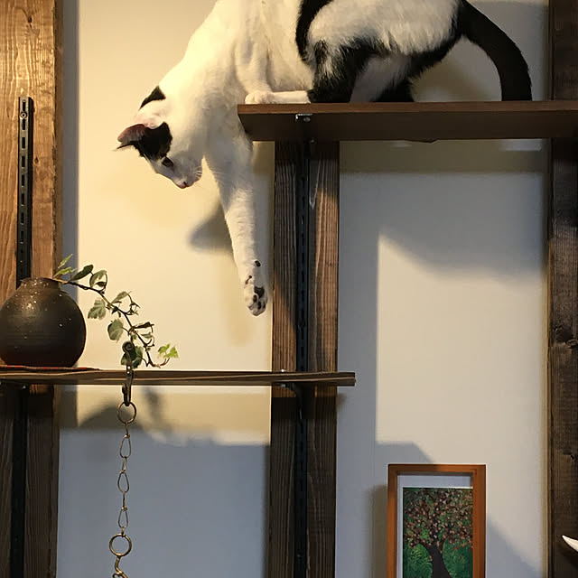 nobikoさんの実例写真