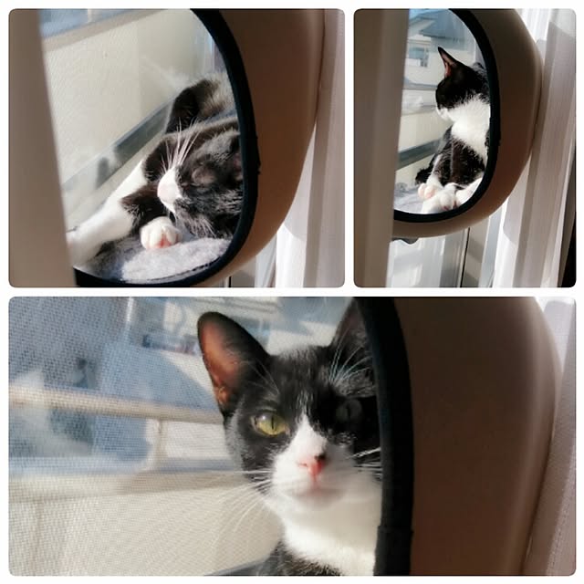 Gomaさんの実例写真