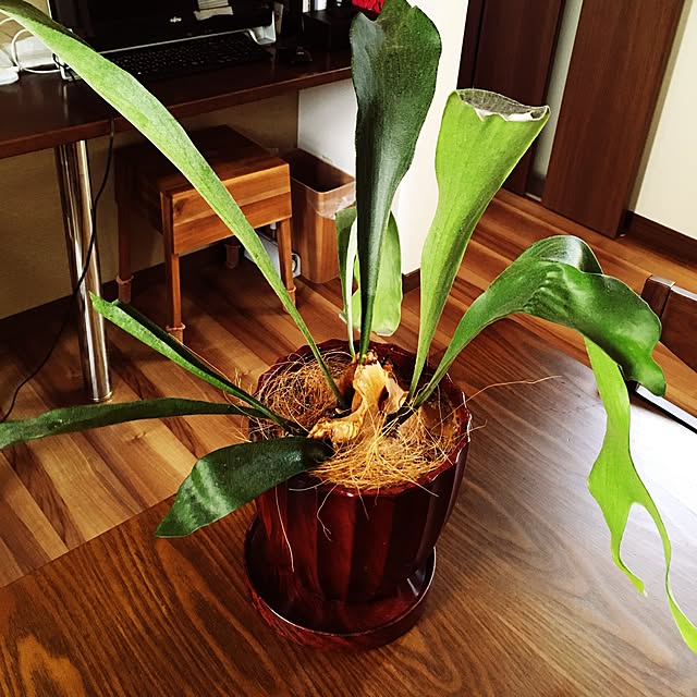 babotamamaさんの実例写真