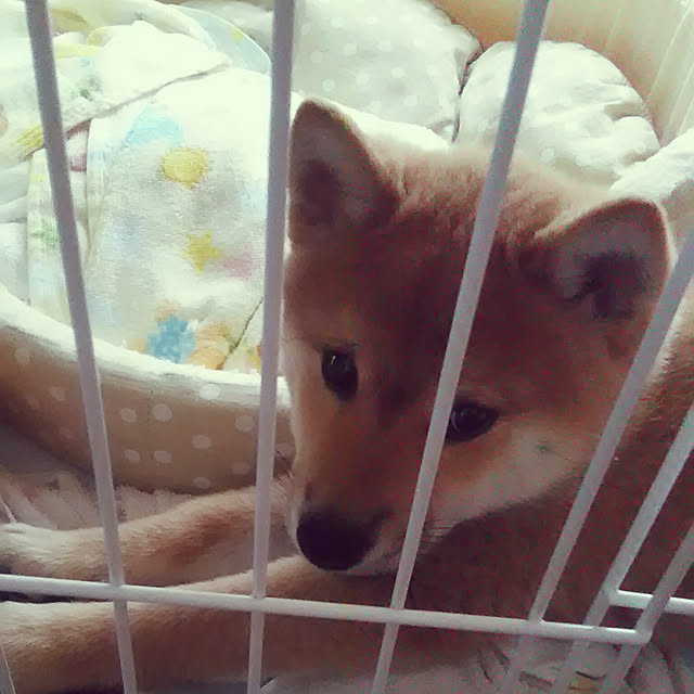 kenkenさんの実例写真