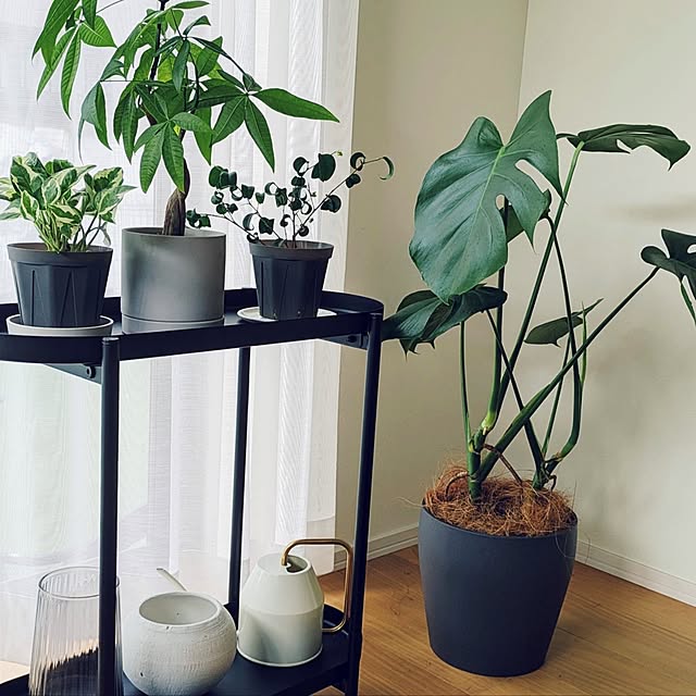 リビング/観葉植物のある暮らし/観葉植物/モンステラ/パキラ...などのインテリア実例 - 2024-07-08 11:05:35
