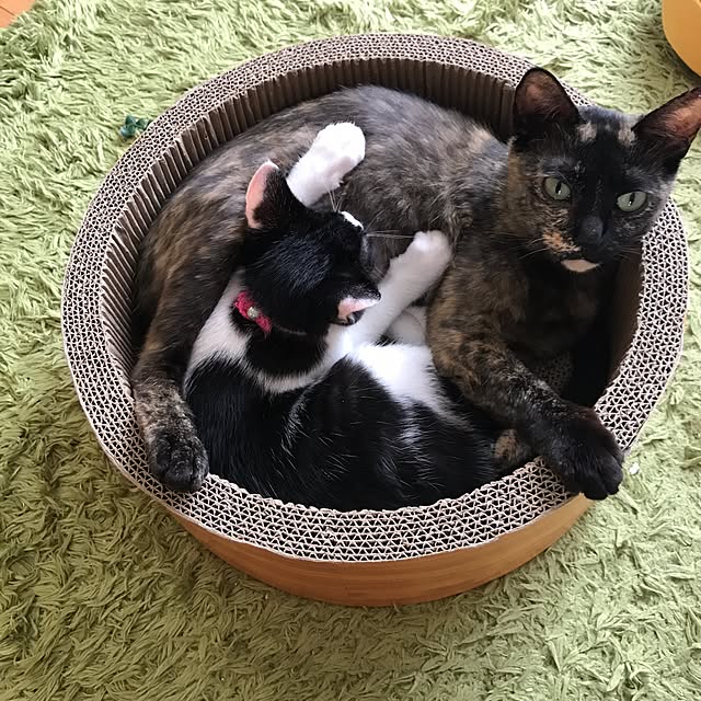 noraさんの実例写真