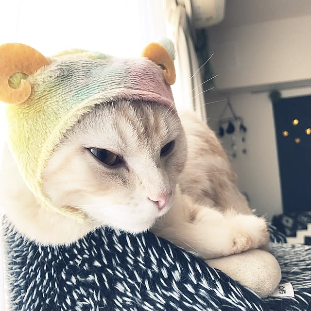 hiyupan88さんの実例写真