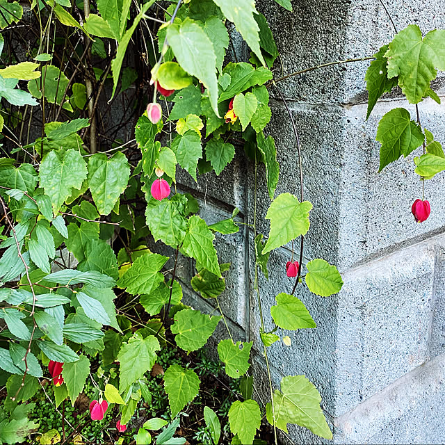 cherryさんの実例写真