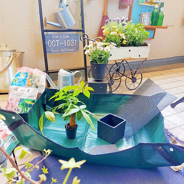 mayumiさんの実例写真