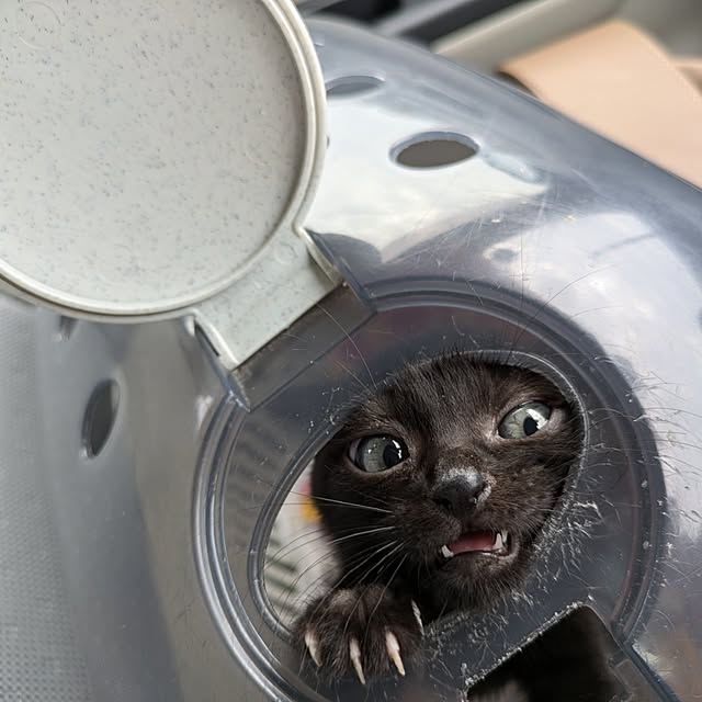 MyuRuuさんの実例写真