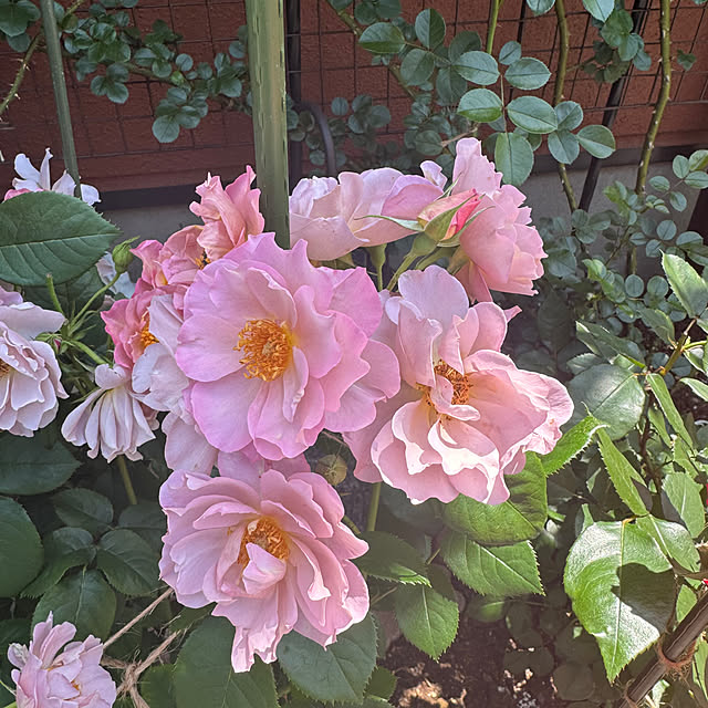 RoseLife5818さんの部屋