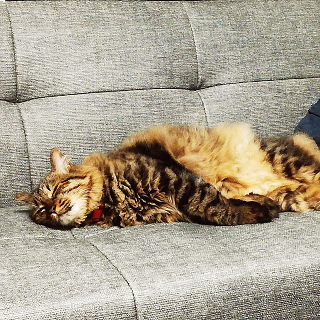 リビング/猫と暮らす家のインテリア実例 - 2022-10-07 20:54:35