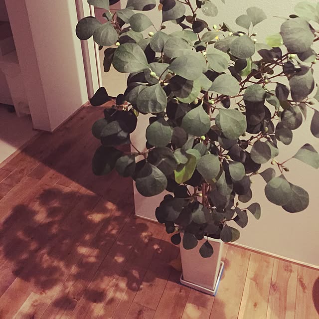 paoさんの実例写真