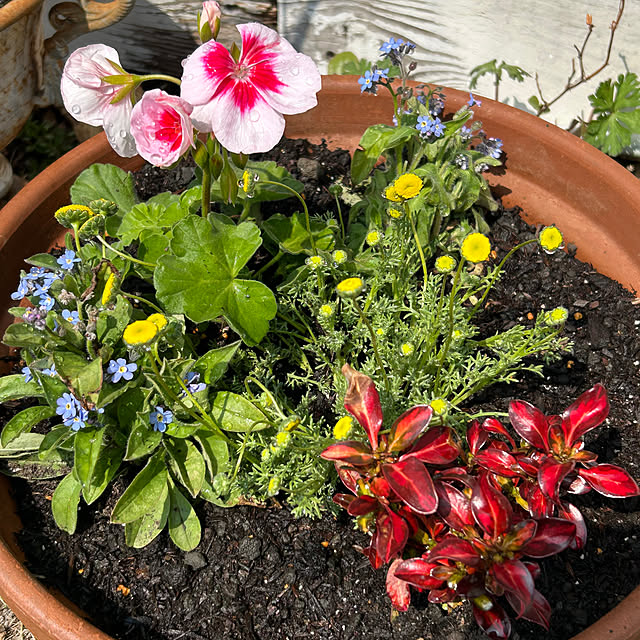 sukkorobiさんの部屋