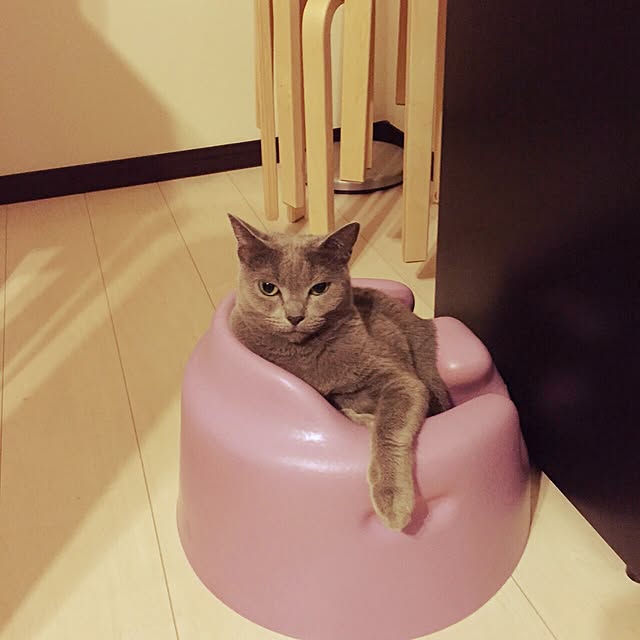 izuさんの実例写真