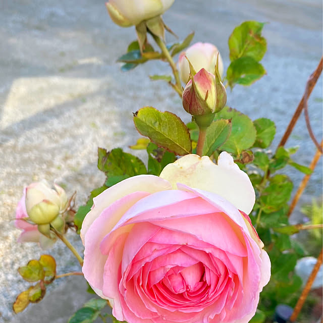 HappyRoseさんの部屋