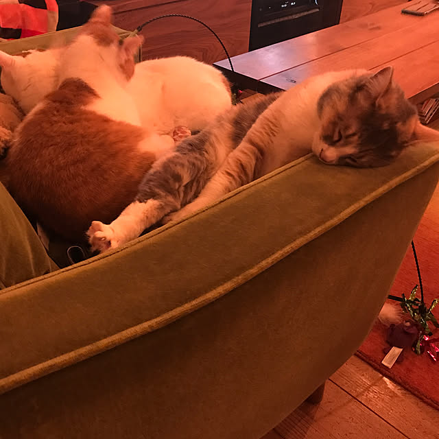 sakurasakuさんの実例写真