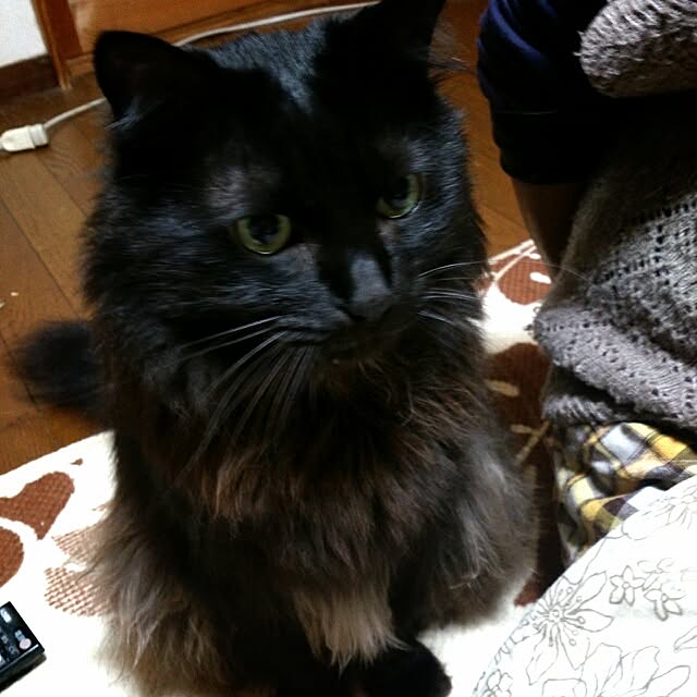 COLeCoさんの実例写真