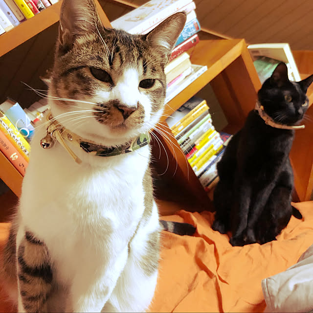 jijiさんの実例写真