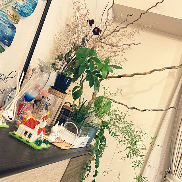 観葉植物/ナチュラル/棚のインテリア実例 - 2020-11-01 20:37:43