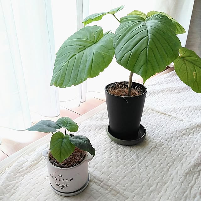 h.t.さんの実例写真