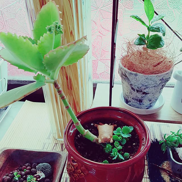 ayaさんの実例写真