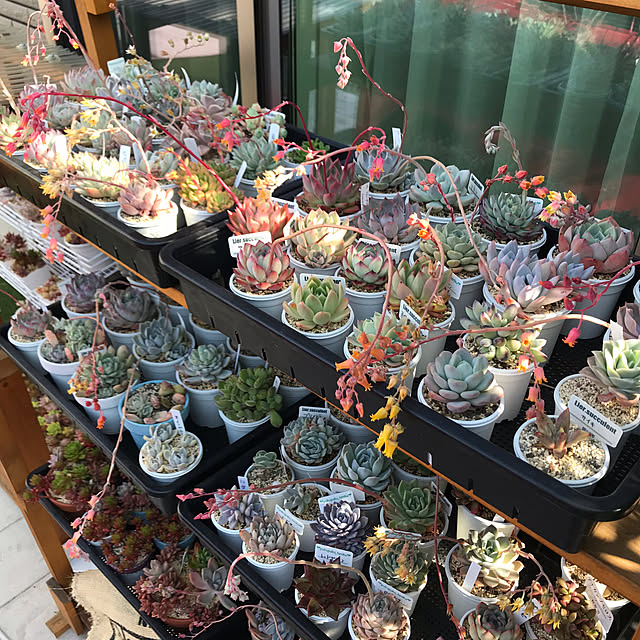 kiriwakaさんの実例写真