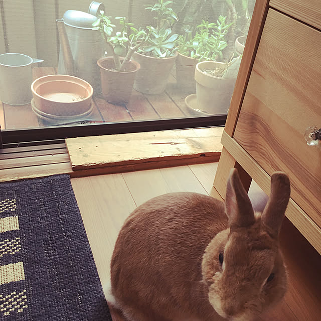 mimichankさんの実例写真