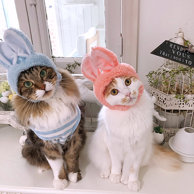 yuchiさんの実例写真