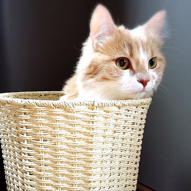 maruさんの実例写真
