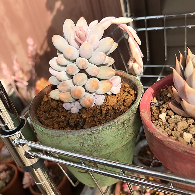 miniさんの実例写真