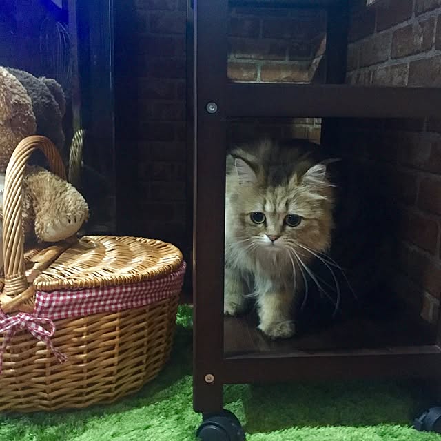 butachanさんの実例写真