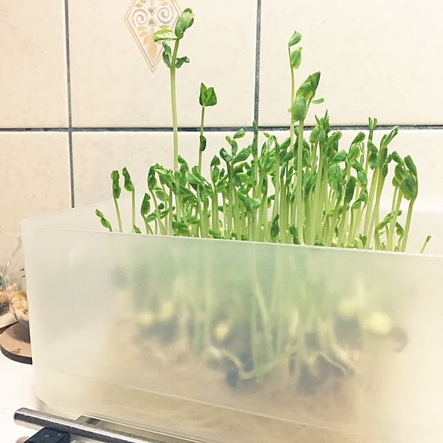 ohanaさんの実例写真