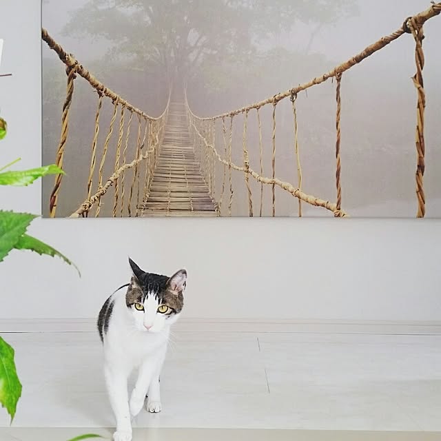 runayucoさんの実例写真