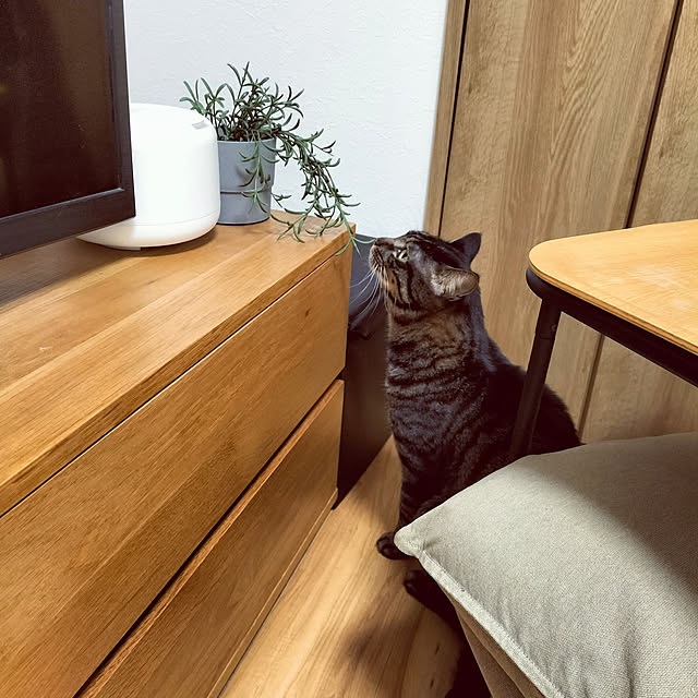 hihaさんの実例写真