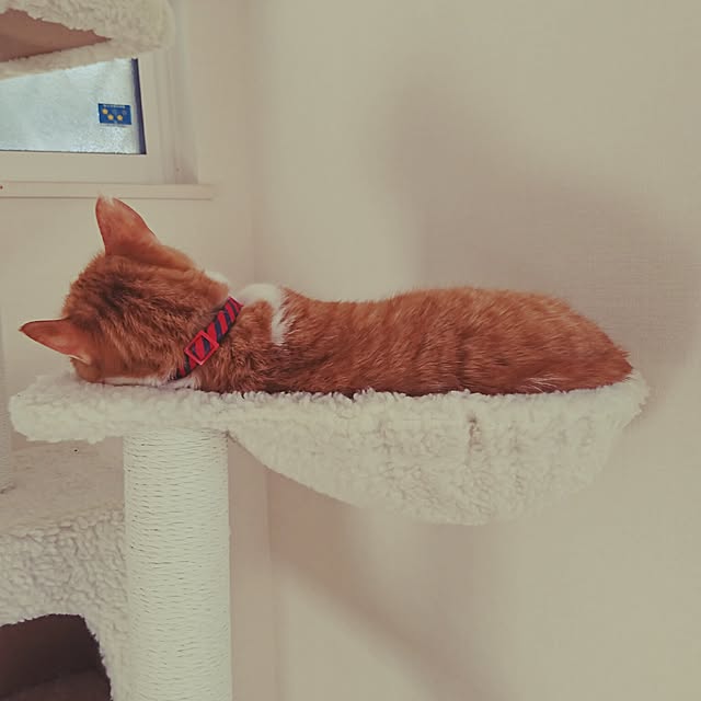 tomoさんの実例写真