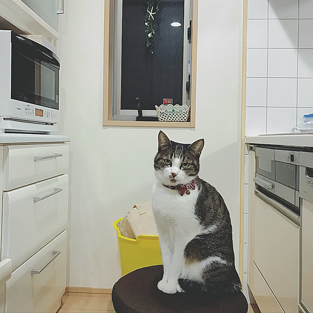 キッチン/ねこと暮らす/ねこのいる日常/雑貨/ニトリのインテリア実例 - 2018-04-20 22:05:15