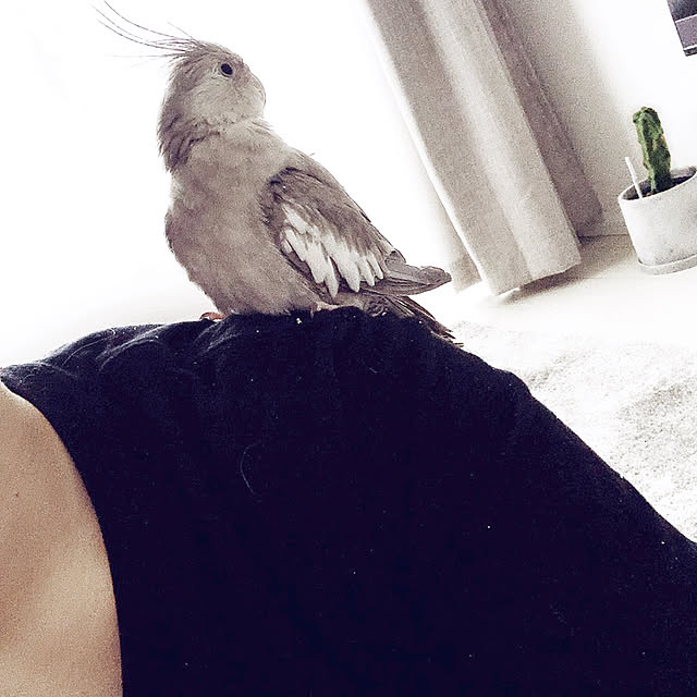 kurumiさんの実例写真