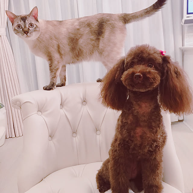 noelさんの実例写真