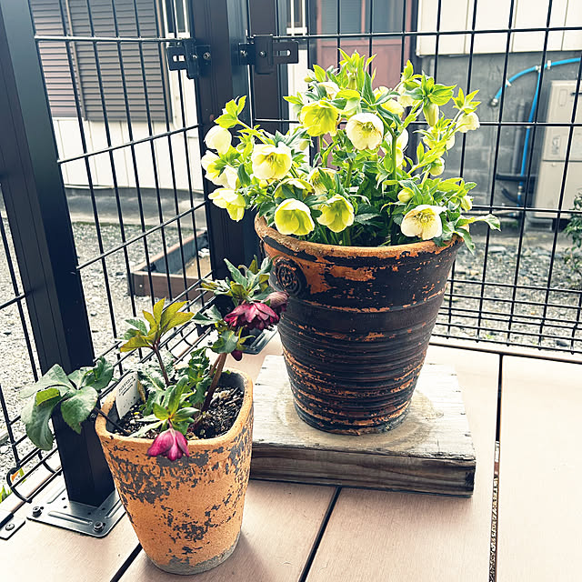 部屋全体/茶箱のふた/ウッドデッキ/シュライヒ/クリスマスローズ...などのインテリア実例 - 2025-03-19 11:27:01