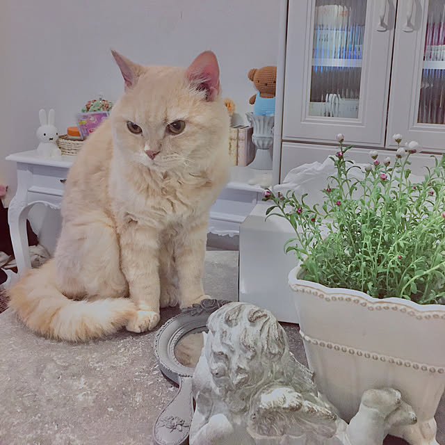 naokoさんの実例写真
