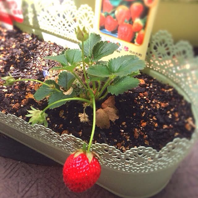 cocoshokolaさんの実例写真