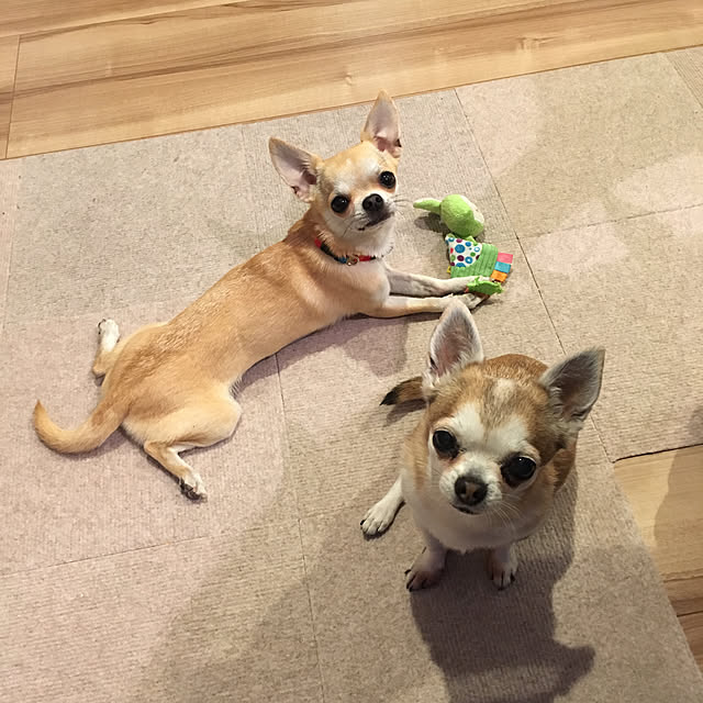 Hanagoboさんの実例写真
